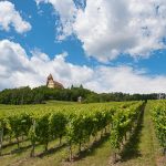 Pourquoi investir dans un domaine viticole ?