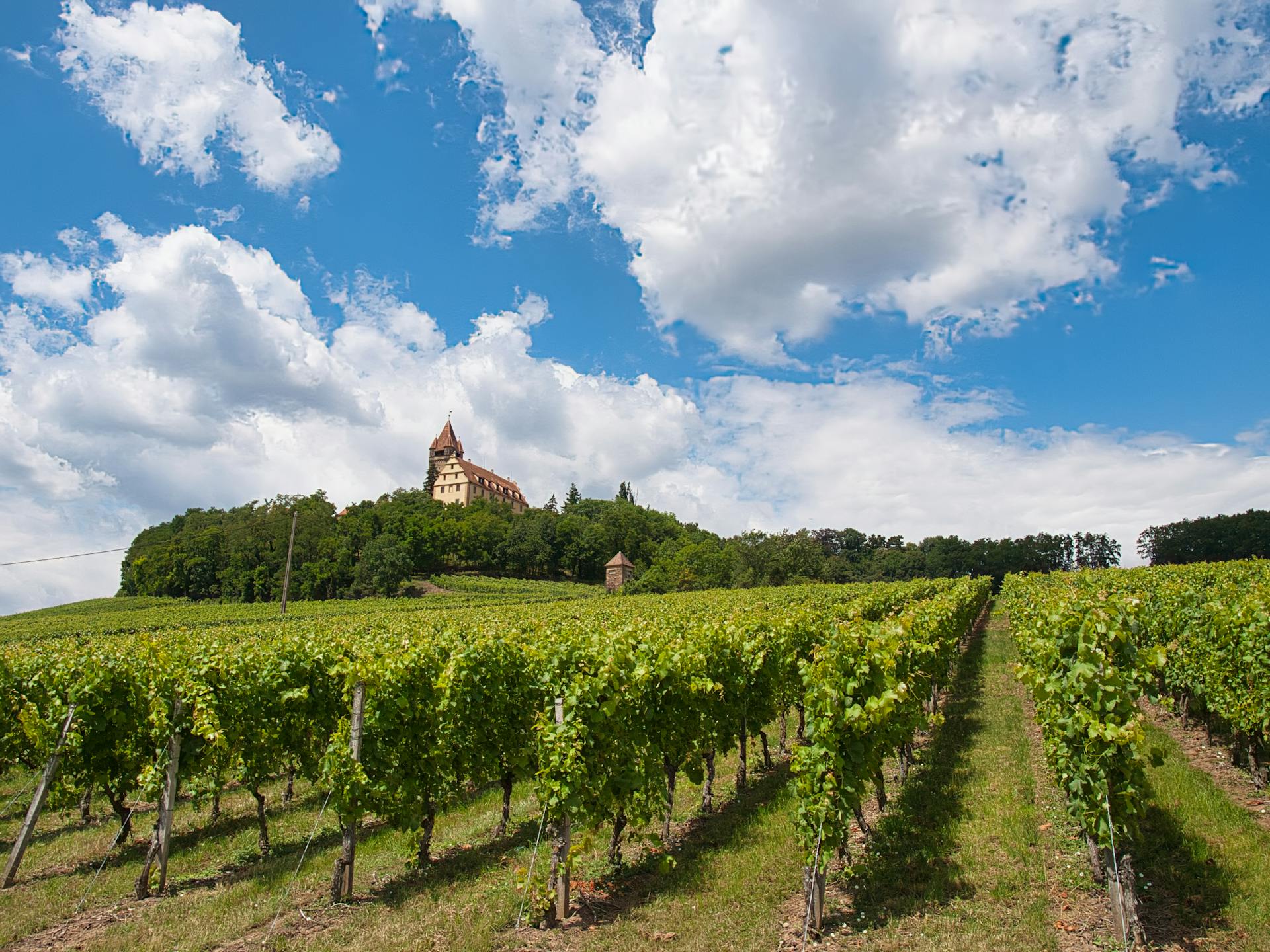 Pourquoi investir dans un domaine viticole ?